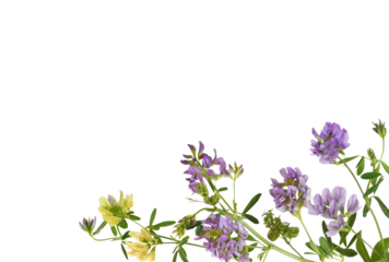 Twigs of purple and yellow yellow, flowers and green leaves of lucerne (Medicago) in a corner arrangement isolated on white or transparent background