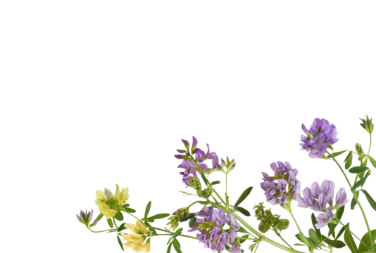 Twigs of purple and yellow yellow, flowers and green leaves of lucerne (Medicago) in a corner arrangement isolated on white or transparent background