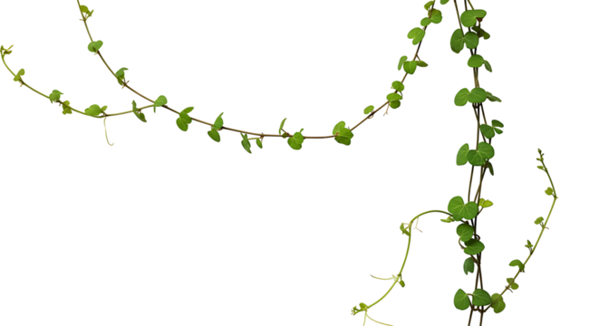 Delicate trailing vine with small round green leaves on a stark Transparant background