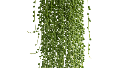String of pearls succulent cascading with transparant background offers a clean botanical shot
