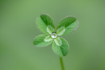 Close up macro shot of a single vibrant green leaf with a dewdrop at its center