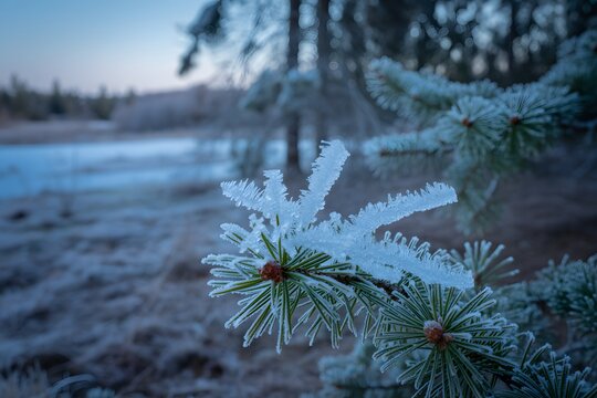 Delicate frozen pine needles covered in sub zero ice crystals macro photography