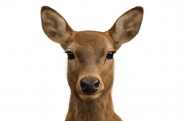 Deer face staring directly, isolated headshot of a doe on transparent background looking at camera