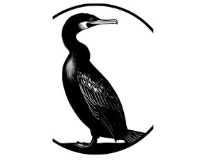 a black and white drawing of a bird with a long beak, set against a transparent backgroundbeak, bird, black, cormorant, illustration, perch, seabird, sit, stand, white 