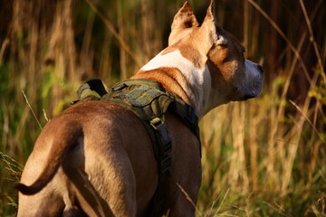 A brown and white dog wearing a backpack, suitable for outdoor or adventure themed photos