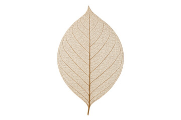 Obraz premium Dried leaf skeleton showing natural texture and transparent veins