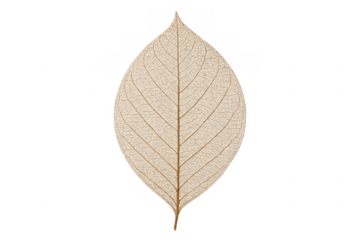 Dried leaf skeleton showing natural texture and transparent veins