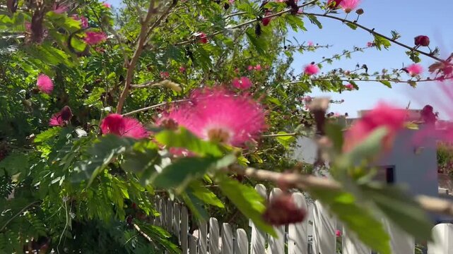 Albizia julibrissin &mdash; Persian silk tree, Mimosa tree