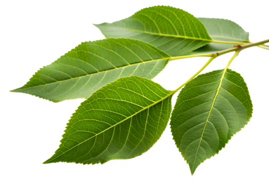 Green plant branch with visible leaf veins