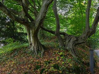 Dorfleben, Wohnen romantisch auf dem Lande, verkrümmte Hainbuchen im Garten am Weg