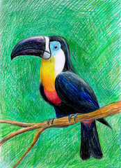 Toucan-bird