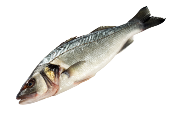 Whole fresh seabass fish lying on white surface