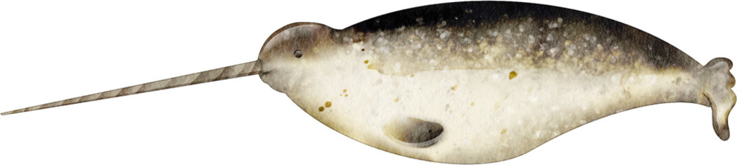 watercolor narwhal © Je