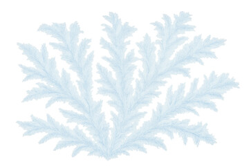 White snowy pine branch on transparent background