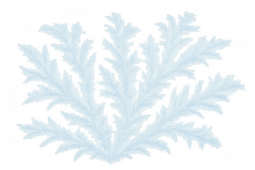 White snowy pine branch on transparent background