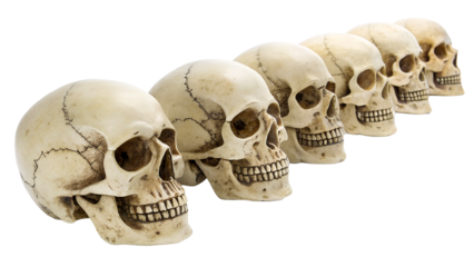 Row of human skulls arranged in perspective on white background
