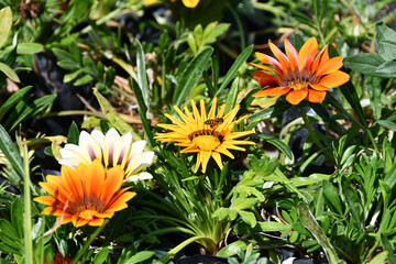 Honeybee (Apis mellifera, abeja) flying near a vibrant orange flower in full bloom, captured in natural daylight in Peru. A perfect moment of pollination and nature's beauty in a close-up macro shot.