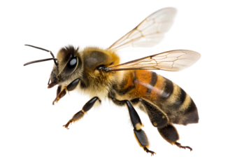 Close-up of a honeybee wing and segmented body
