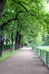 Alley with a green fence in a summer garden.	