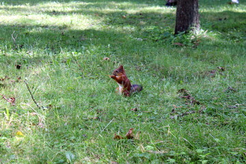 A squirrel sits on the ground in the park and eats a nut.