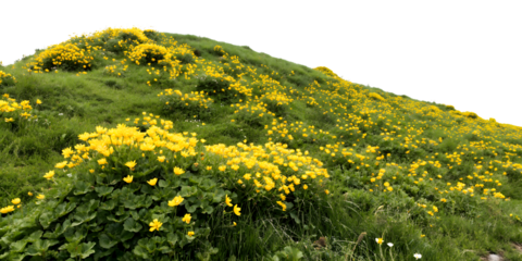 Green grassy slope covered with vibrant yellow wildflowers
