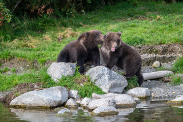Two Alaskan brown bear cubs interacting with each other on the shoore of Nakek Lake. © Tony Campbell