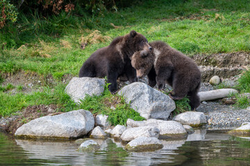 Two Alaskan brown bear cubs interacting with each other on the shoore of Nakek Lake. © Tony Campbell
