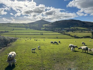 Sheep in the Isle of Man
