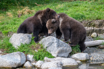 Two Alaskan brown bear cubs interacting with each other on the shoore of Nakek Lake. © Tony Campbell