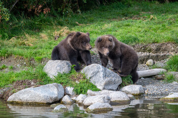 Two Alaskan brown bear cubs interacting with each other on the shoore of Nakek Lake. © Tony Campbell