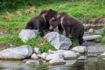 Two Alaskan brown bear cubs interacting with each other on the shoore of Nakek Lake.