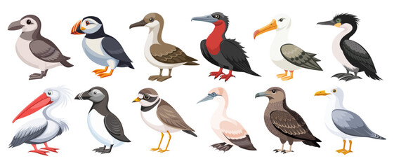 Fototapeta premium Set of colorful seabirds. Frigatebird, albatross, cormorant, puffin, skua and others. Ornithology Illustration.