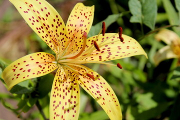 In summer, a yellow speckled lily flower grows.