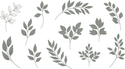 Fototapeta premium Botanical Branches with Gray Leaves and Delicate Veins on a White Background