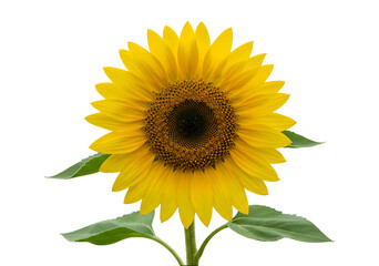 Obraz premium single bright yellow sunflower beautiful summer flower nature plant isolated on transparent background