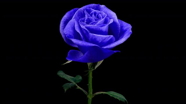 Blue Rose Plant Blooming Flower in Time Lapse on a Black Background. Single One Flower Opens Bud and Moving Petals in Timelapse