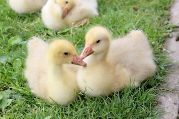 Little goslings are sitting on the green grass.	