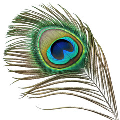 Obraz premium Single peacock feather isolated on transparent background