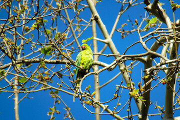 Cotorra libre entre las ramas