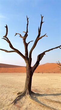 Panning shot showing dead camel thorn trees in Deadvlei, Namib-Naukluft National Park, Namibia. 