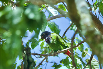 Blue-headed parrot perched on a trees in the wild mountains of antioquia near Salgar, Colombia.