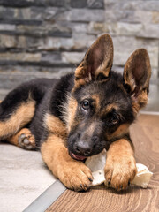 German shepherd puppy playing with pet toy on the floor