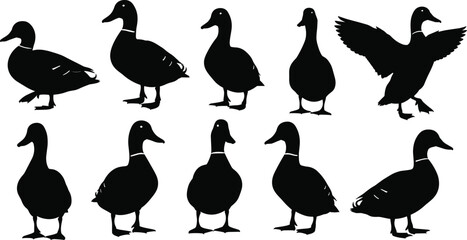 Duck silhouette set featuring varied postures and wing positions for wildlife, nature, educational, and animal-themed vector illustration design