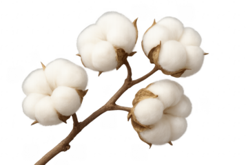 Cotton plant branch showing fluffy natural fiber