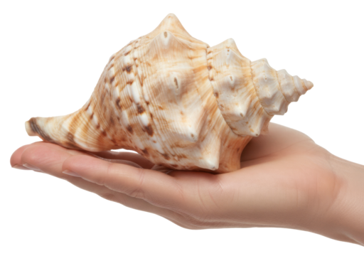 a large beige seashell with spikes is being held in a hand