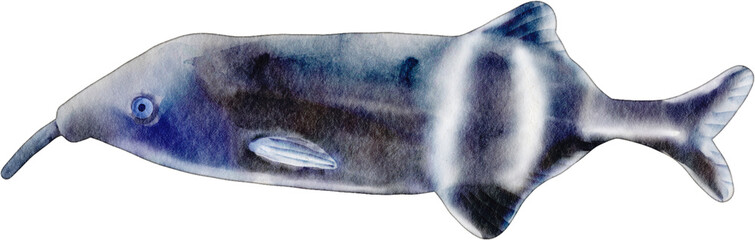 watercolor elephant nose fish