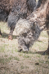 A lone yak grazes and wanders through grassy pastures in the Tien Shan Mountains in the Pamirs of Tajikistan, against a backdrop of mountain peaks with snow and glaciers, near Lake Karakul