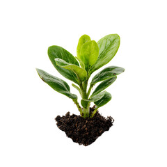 Fresh Green Plant Sprout in Soil on White Background