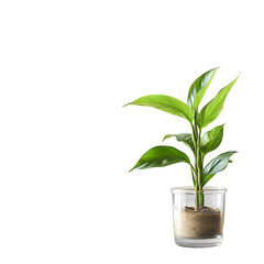 Green Plant in Glass on a Wooden Tabletop - Natural Office Decor Inspiration