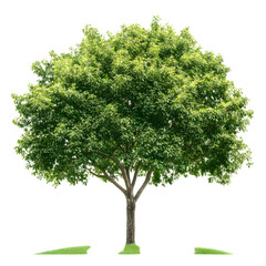 Vibrant Green Tree Isolated on White Background for Design Projects